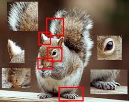 Societyofrobotssquirrel