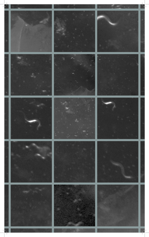 Worm grid 4