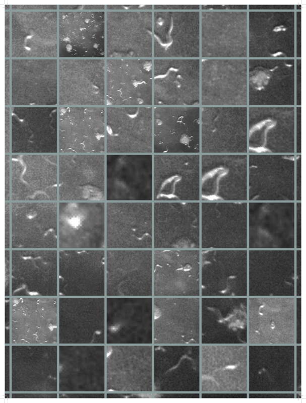 C. Elegans Grid I