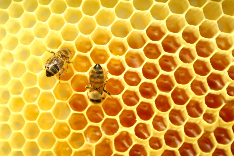 Honey Bee and Honeycomb Hive 2