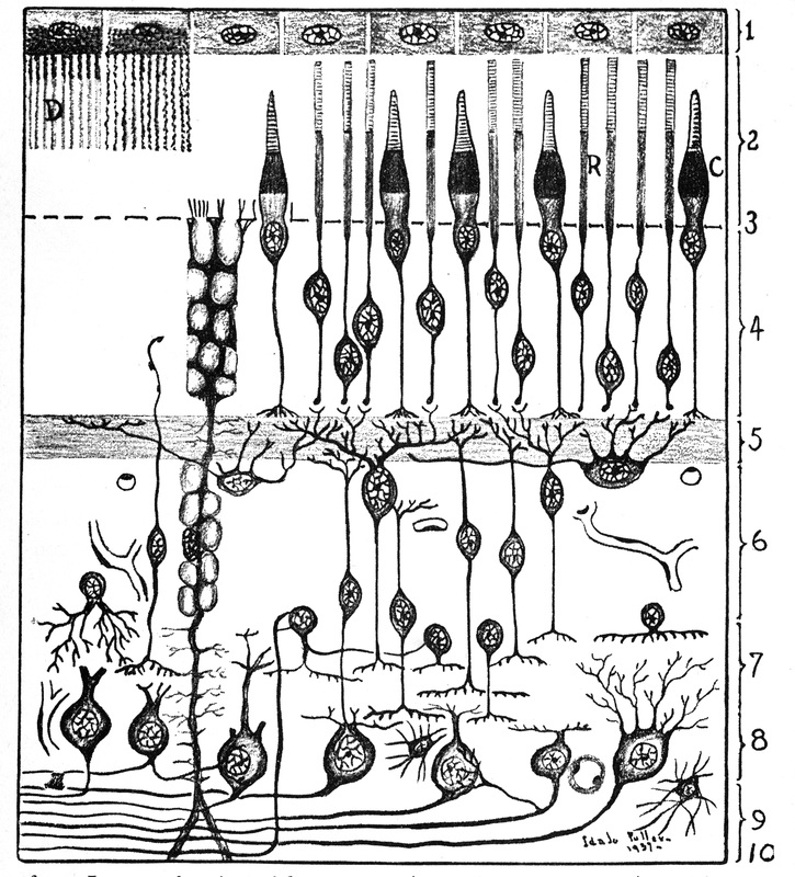Layers of the Retina