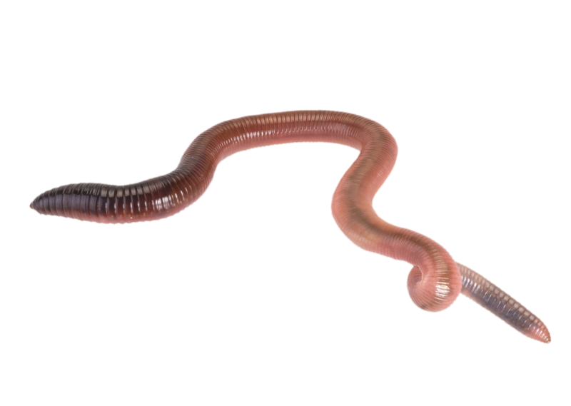 wurm