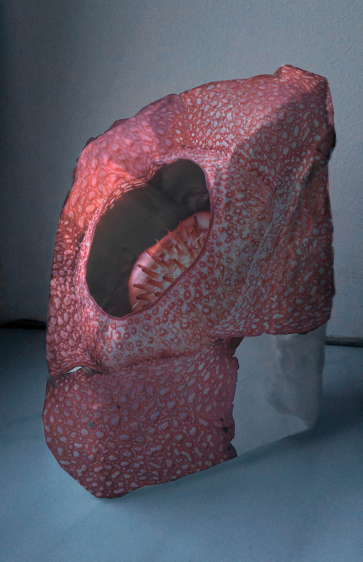 Rafflesia