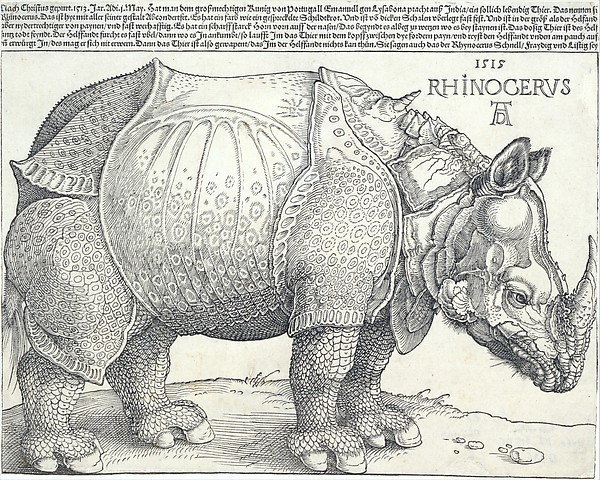 Rhinoceros