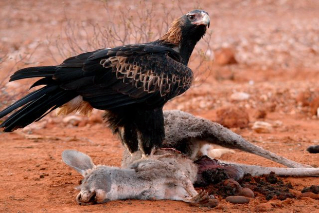 Eagle kangaroo