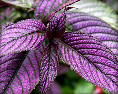 Purple plant 1 5x7