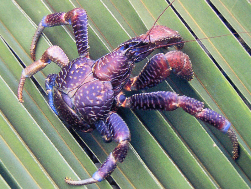 Coconut Crab 4