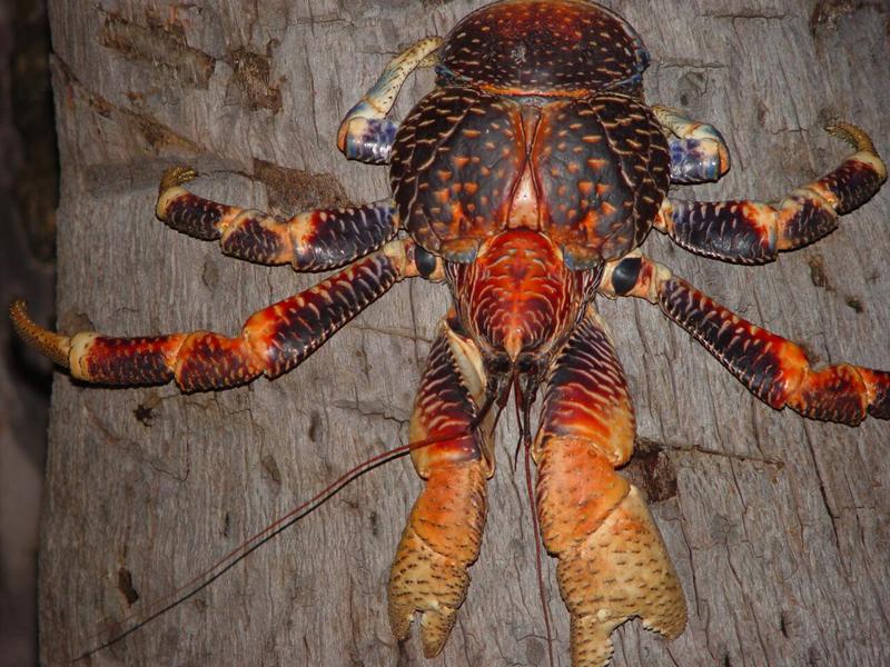 Coconut crab 1
