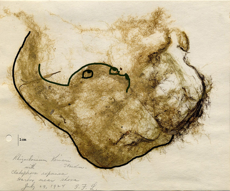 Algae2