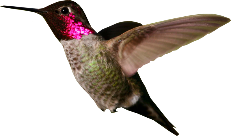 Hummingbird large