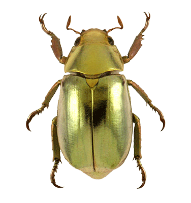 Scarab