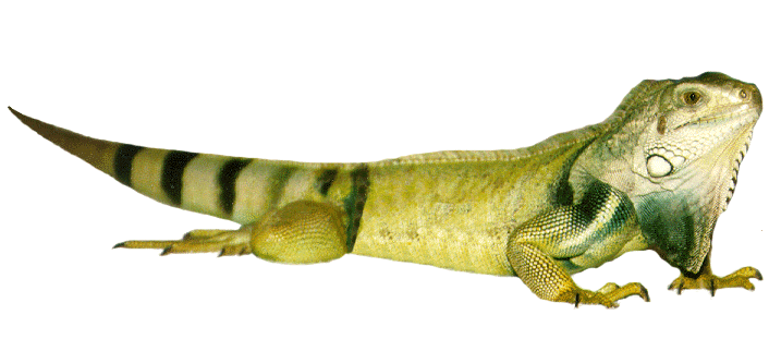 Iguana