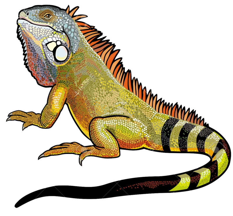 18964572 green iguana lizard male picture isolated on white background Stock Vector