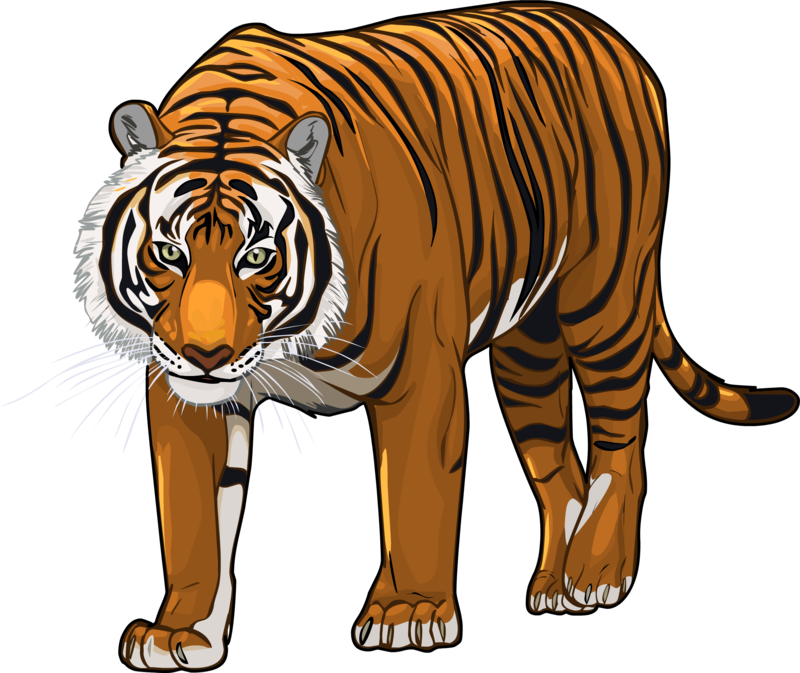 Bengal Tiger