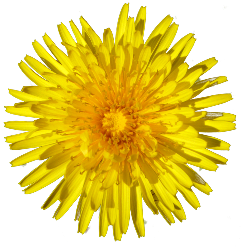 Dandelion 1