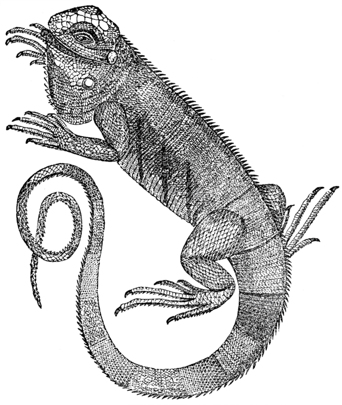 Free Iguana Clip Art GraphicsFairy