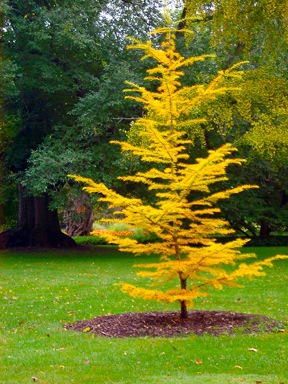NTP yellow pine 1