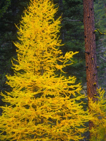 NTP yellow pine 2