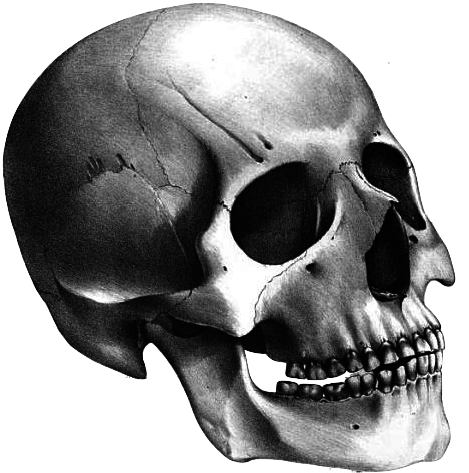 Young Osage Warrior Mongoloid American Indian skull