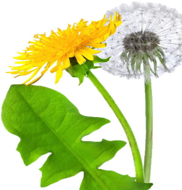 Dandelion