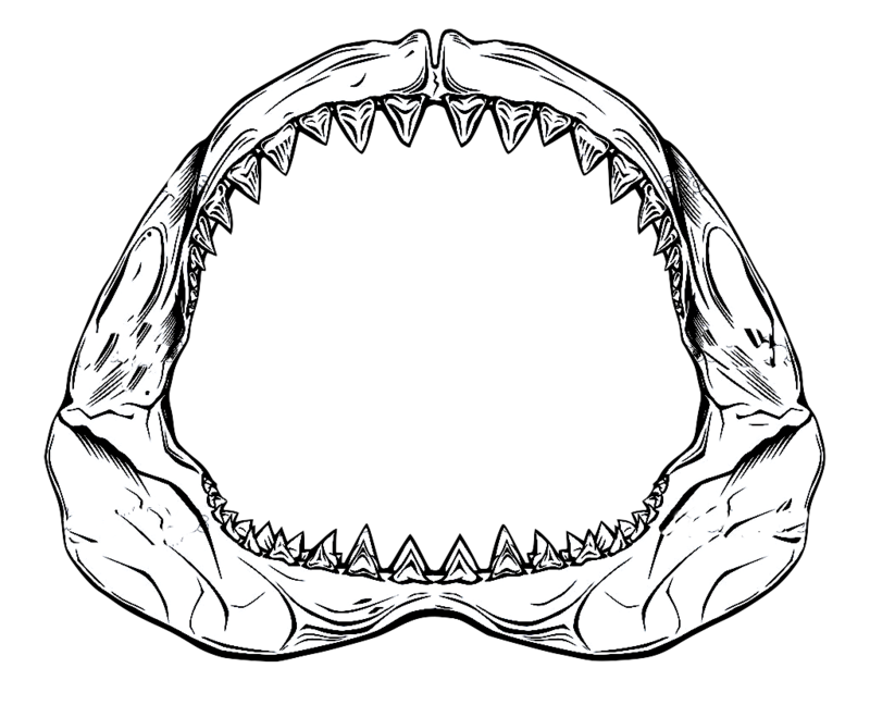 Depositphotos 7307828 Shark Jaw