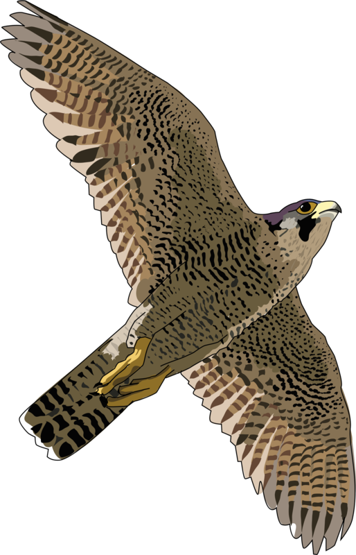 Falcon1