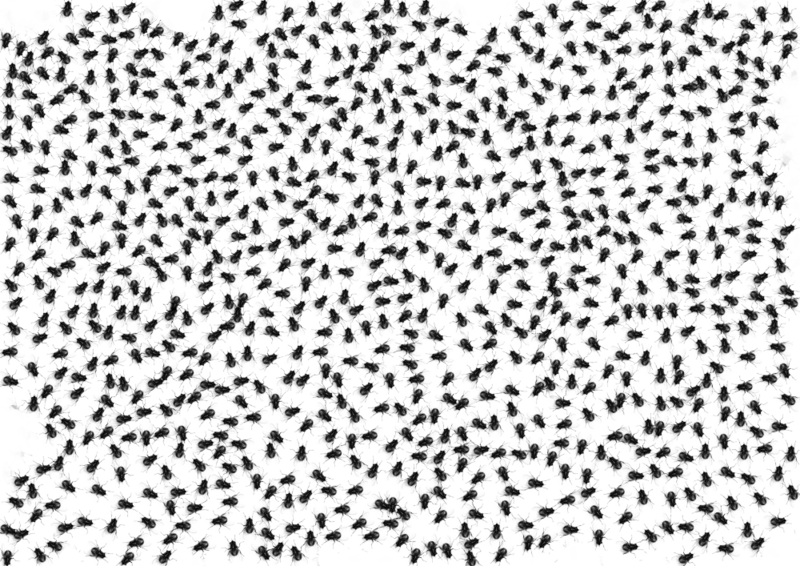 Fly swarm