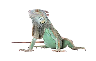 Green iguana for sale