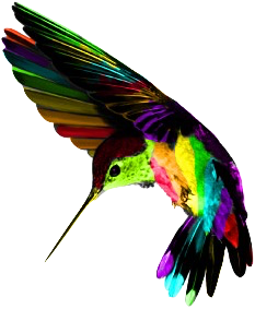 Hummingbird1