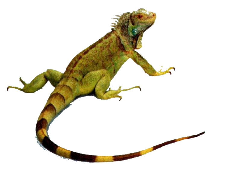 Iguanas