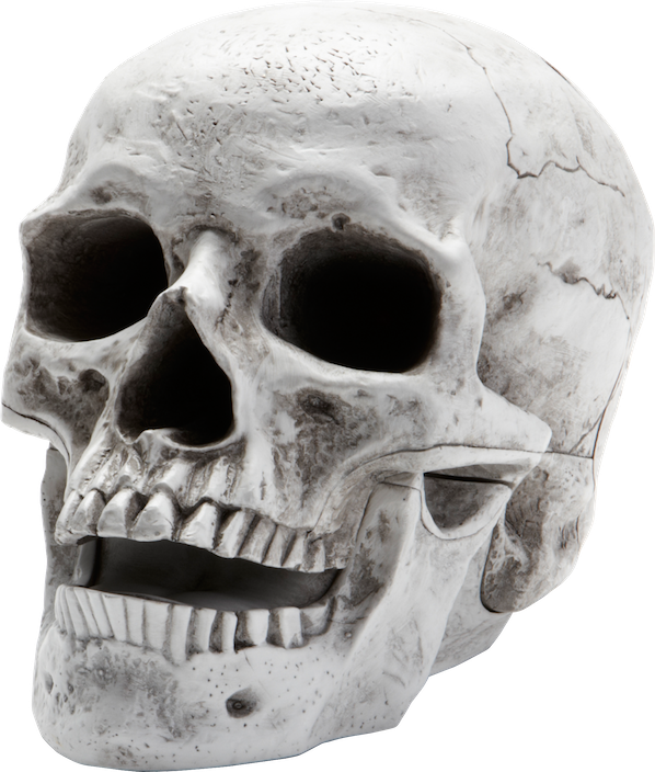 Skeleton PNG5529