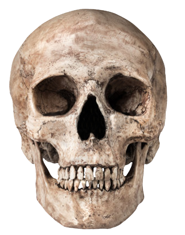 Skull 1