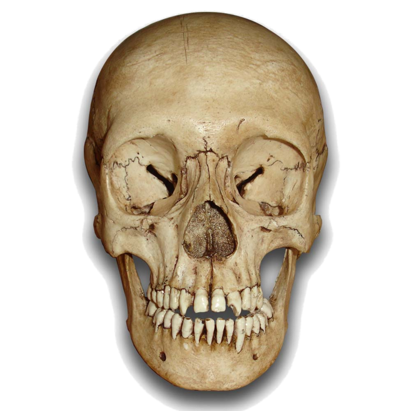 Skull 03