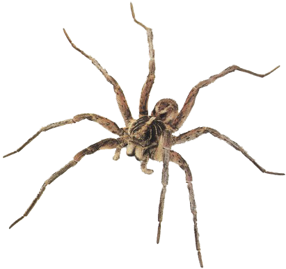 Spider PNG39