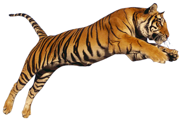 Tiger png image jump