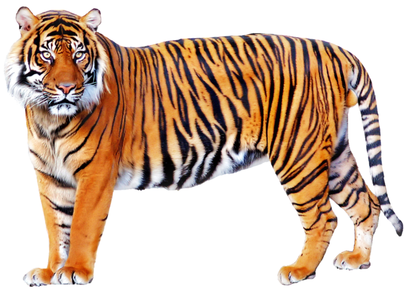 Tiger png by dagusan d7lcxee