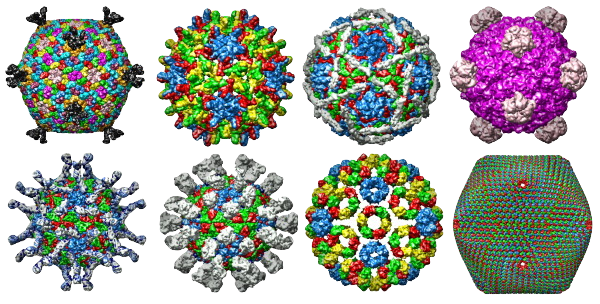 Virus collage