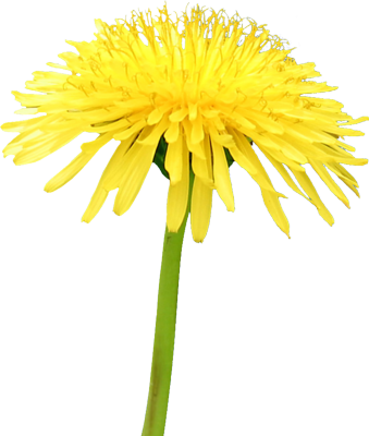 Yellow flower dandelion psd28755
