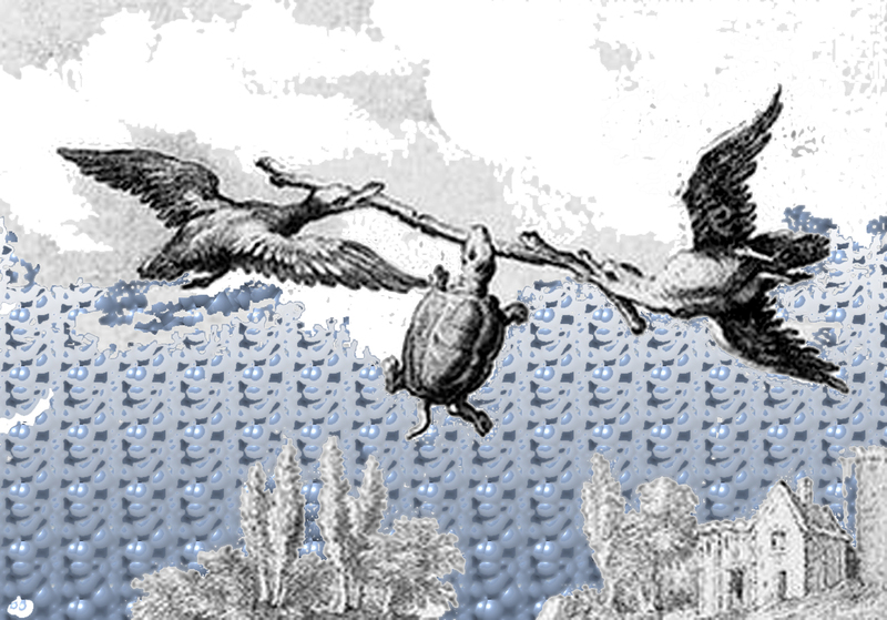 Une Tortue Deux Canards