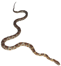Snake small