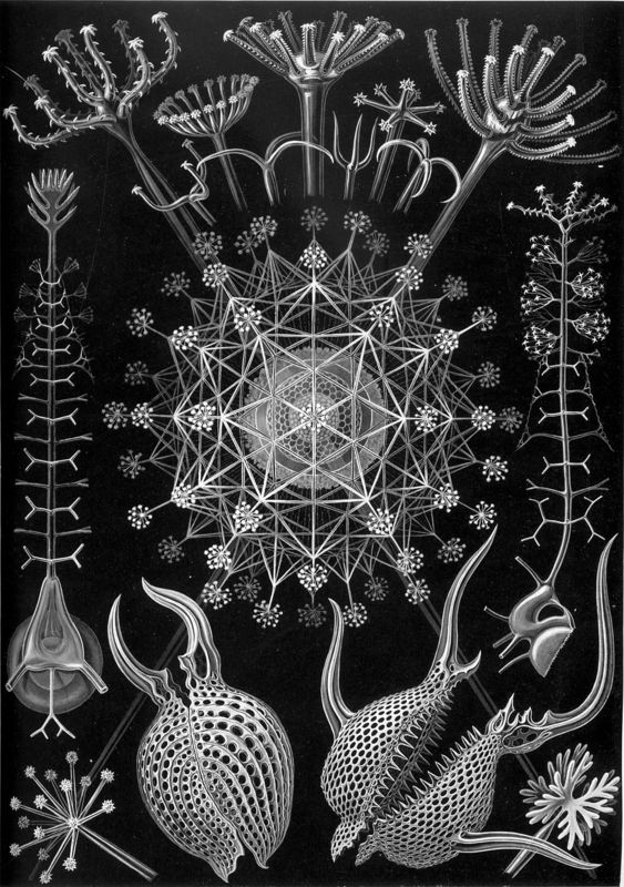 1024px Haeckel Phaeodaria 61