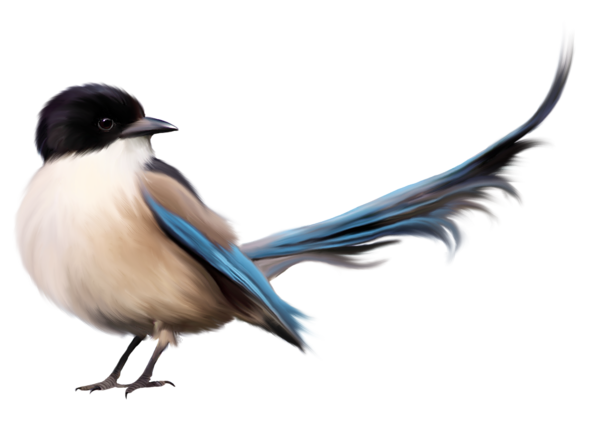 Bird with Blue Tail PNG Clipart Picture