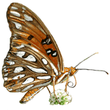 GulfFritillary small