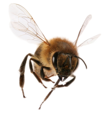 Bee PNG13
