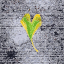 Heart shaped leaf 2015051202