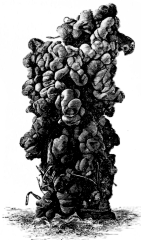 Worm casting